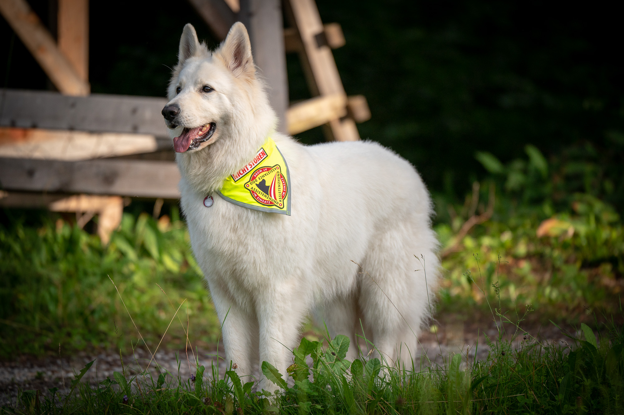 Ausgebildeter Assistenzhund